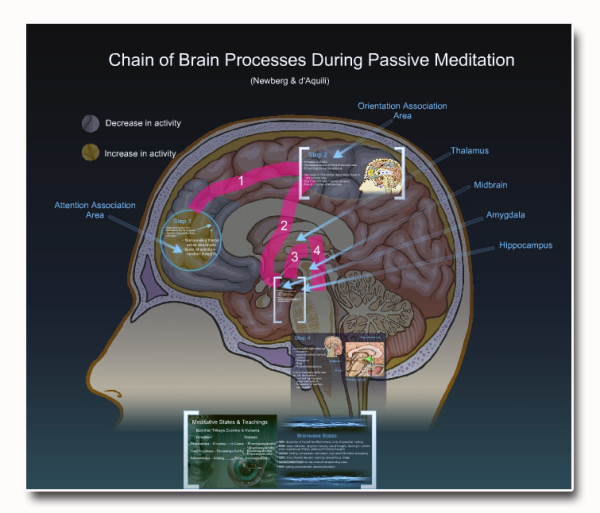 Using Our Minds to Change Our Brains