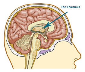 Meditation and the Physical Transformation of the Brain