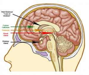 Meditation and the Physical Transformation of the Brain