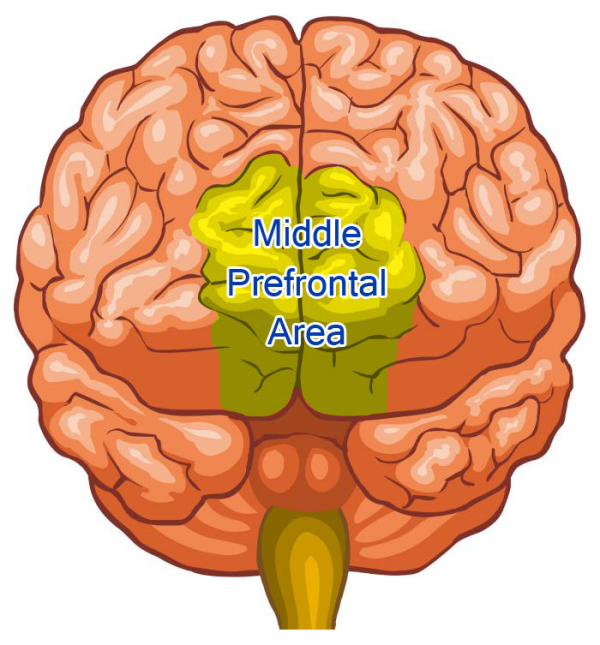 Meditation and the Physical Transformation of the Brain