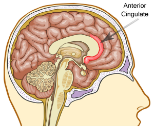 Meditation and the Physical Transformation of the Brain