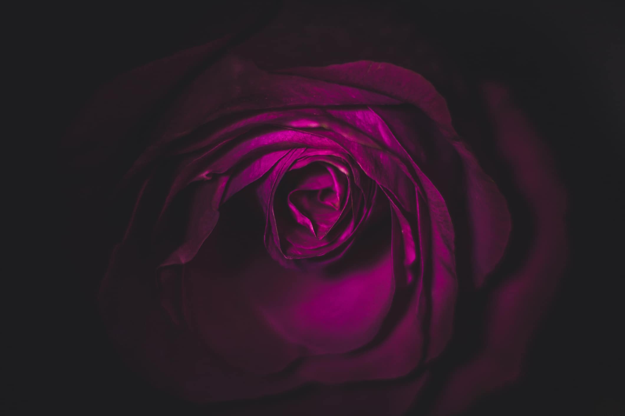 rose lilac rose in the dark